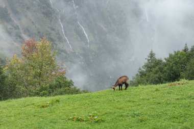 İsviçre 'nin Lauterbrunnen Vadisi' nin yukarısında yağmur altında bir güveç otluyor.