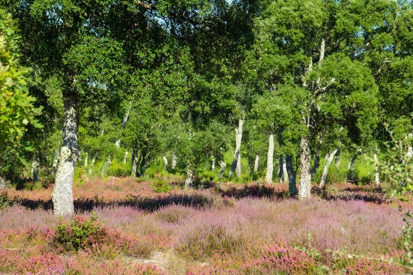 Fransa 'nın Atlantik kıyısında yerde Erica fabrikaları olan güzel bir orman.