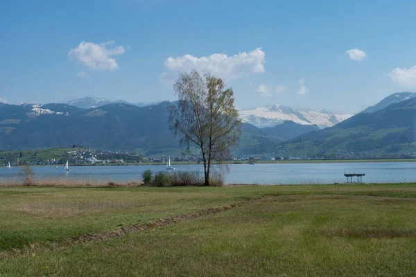 Pantai danau Zurich dengan reet vegetasi dan pegunungan di latar belakang — Stok Foto