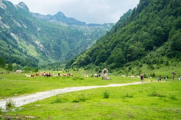 Vacas e turistas no grande avião de Valle Loana, Itália — Fotografia de Stock