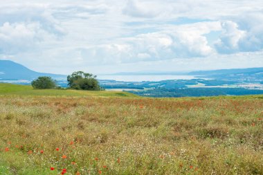 İsviçre Jura dağlarından bir mısır tarlasının üzerinden Neuchatel Gölü 'nün ortasındaki gelinciklerle birlikte görüntü.