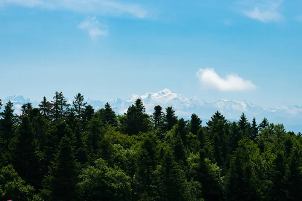 Vista sobre uma floresta das montanhas Jura suíças em direção ao cume Mont-Blanc. — Fotografia de Stock