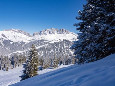 İsviçre 'nin kışın güzel manzarası: Güneşe karşı kozalaklı bir ağaç boyunca yüksek dağlara doğru bakın.