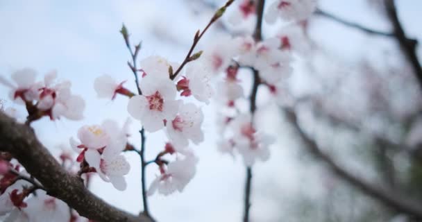 Krásné čerstvé bílé květy ovocných stromů kvetoucí — Stock video