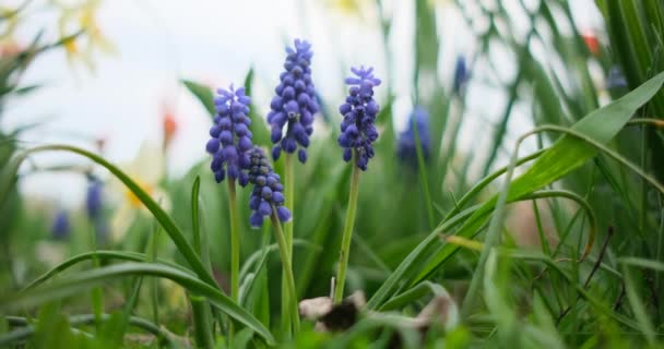 Små blå blommor blommar på våren — Stockvideo