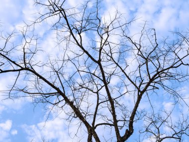 Ağaç dalları siluet ve Bluesky bulutlar ile