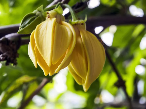 Ylang-Ylang blommor på träd, asiatiska — Stockfoto