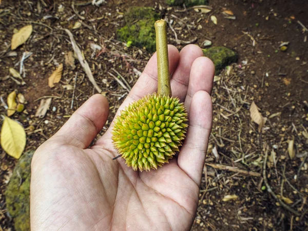 El Palm üzerinde küçük Durian