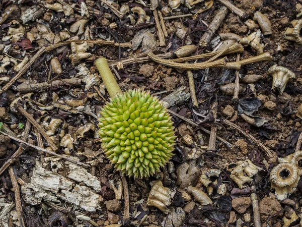 Yerdeki küçük Durian