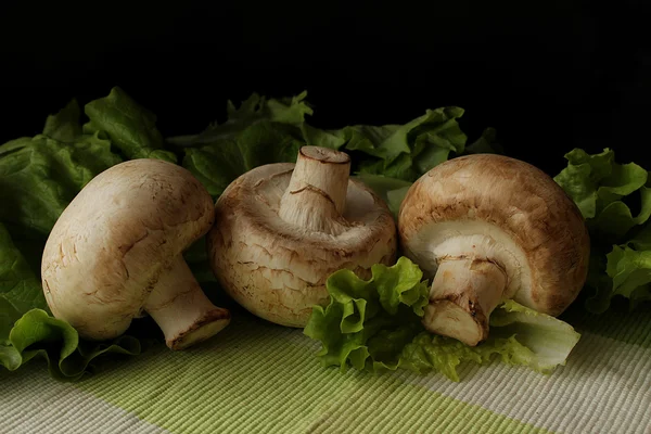 Champignons in the kitchen — Stock Photo, Image