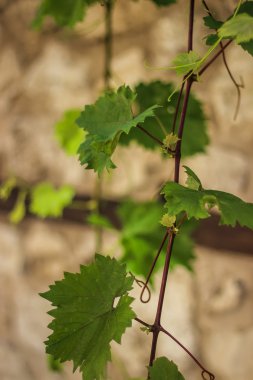 yeşil üzüm yaprakları