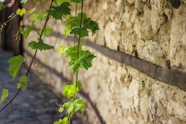 yeşil üzüm yaprakları