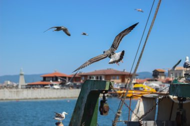 Uçan martılar ve mavi gökyüzü