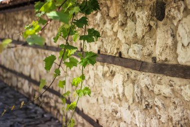 yeşil üzüm yaprakları