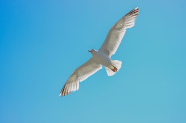 Uçan martı ve mavi gökyüzü