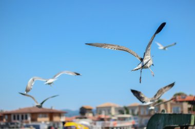 Uçan martılar ve mavi gökyüzü