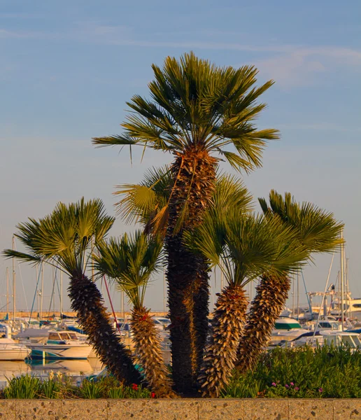 Palmiye ağaçları Yatlar liman günbatımı