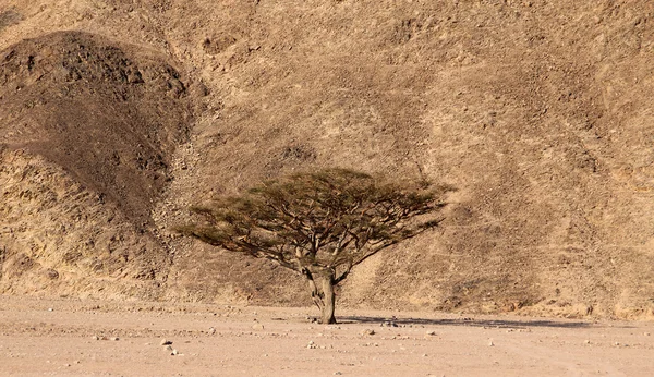 Çöldeki ağaç