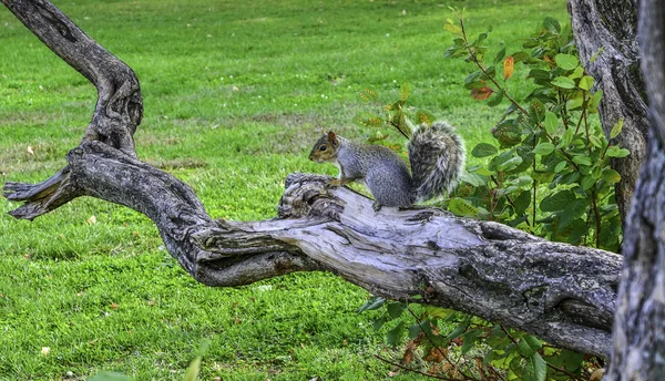 Squirrel pada umumnya di taman kota Philadelphia — Stok Foto