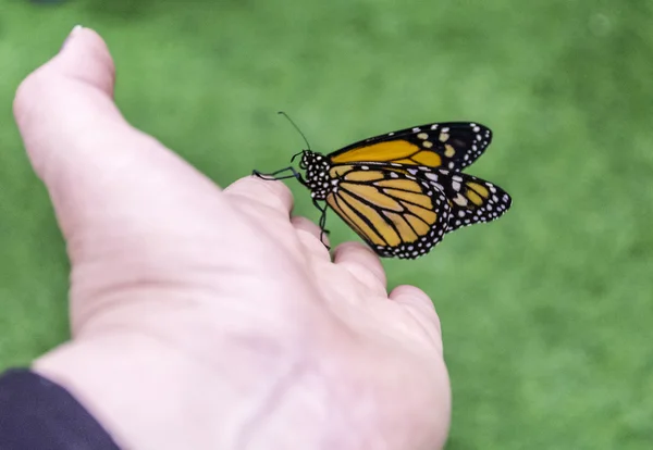 Güvenilir yandan - kelebek