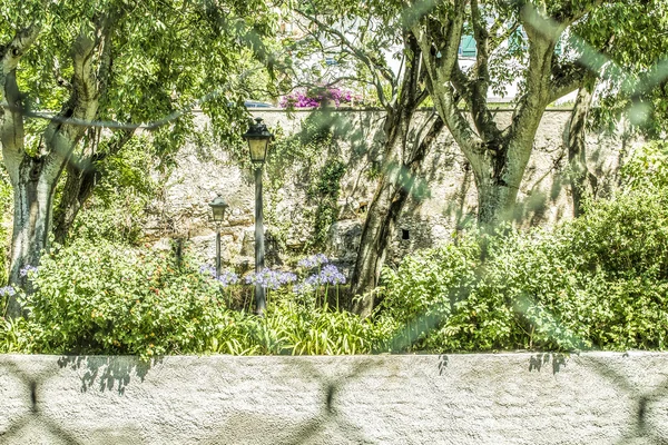 Bloom ve çiçeği bir park