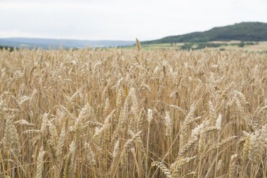 buğday alan Bavyera, Almanya
