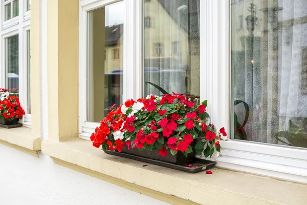Penceresinde yansımaları ile evin dışında kırmızı çiçekler