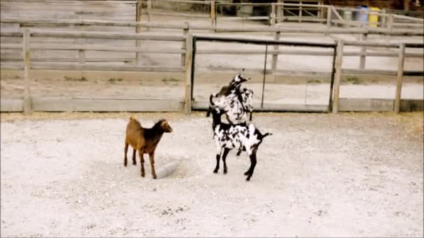 Young goats practice fighting — Stock Video