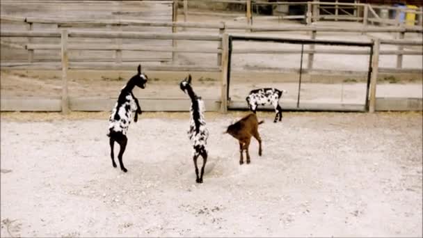 Молодые козы учатся сражаться — стоковое видео