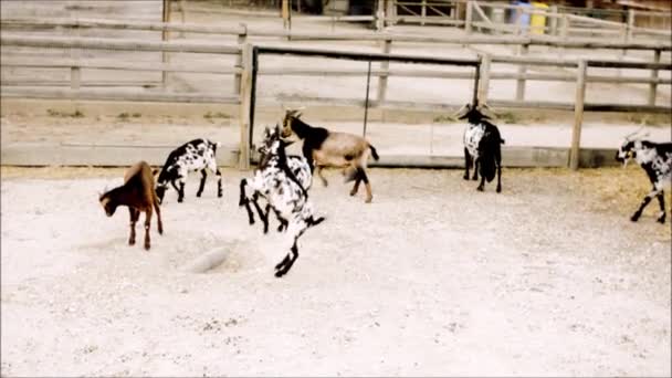 Young goats practice fighting — Stock Video