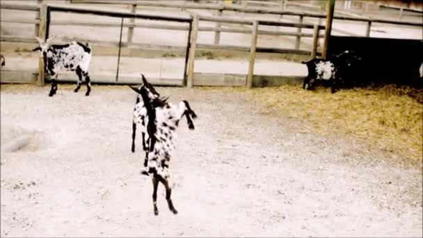 Jóvenes cabras practican la lucha — Vídeos de Stock