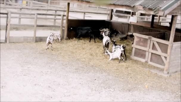 Junge Ziegen üben das Kämpfen — Stockvideo