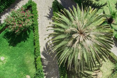 Yukarıdan görünüm - palmiye ağacı aşağıdaki