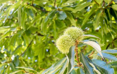 Çiçek, yeşil yeşil bir ağaç