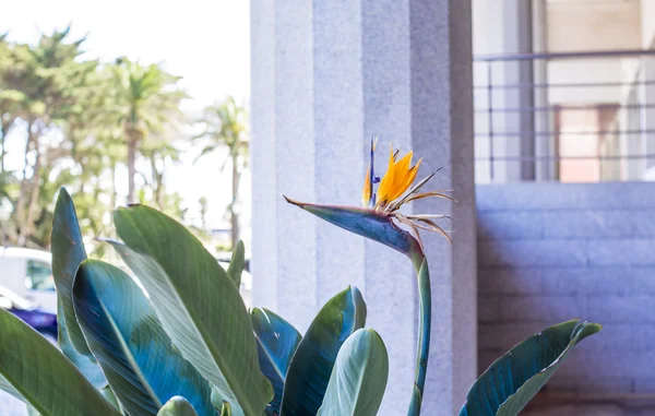 Bir kuş kafa ile çiçek