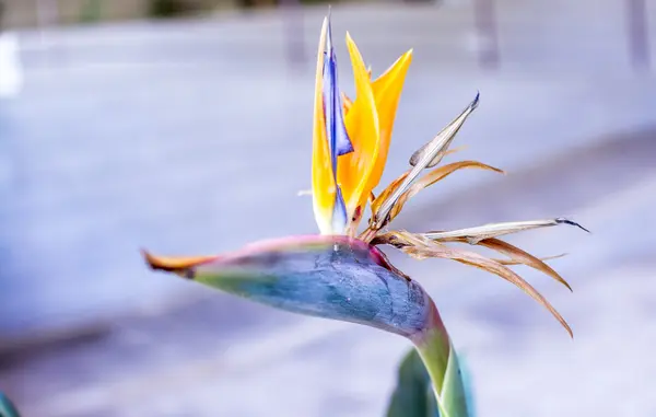 Kwiat z głową ptaka — Zdjęcie stockowe