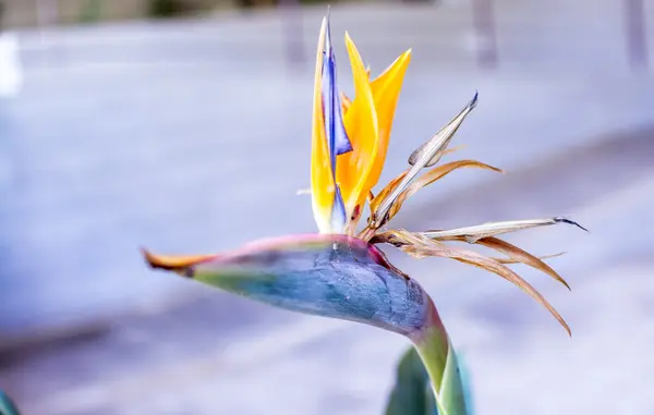 Fiore con testa di uccello — Foto Stock