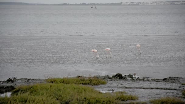 Flamingo strana při odlivu — Stock video