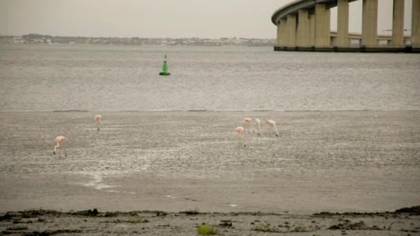 Flamingo-Party bei Ebbe — Stockvideo