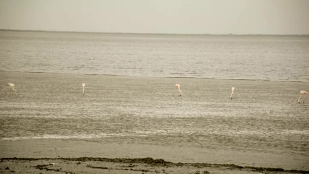 Flamingo party at low tide — Stock Video