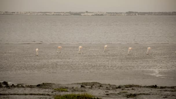 Flamingo party at low tide — Stock Video