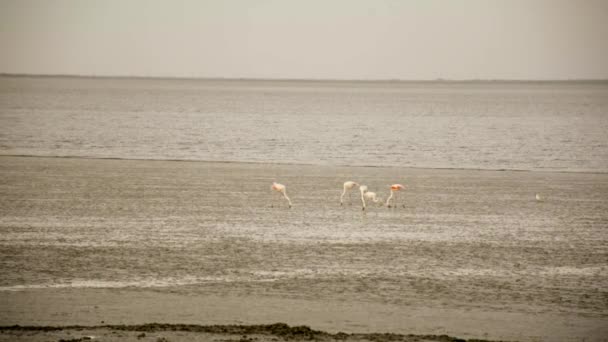 Flamingo fête à marée basse — Video