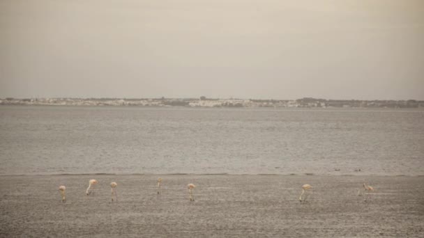 Flamingo party at low tide — Stock Video