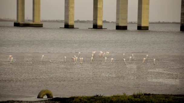 Flamingo part vid lågvatten — Stockvideo