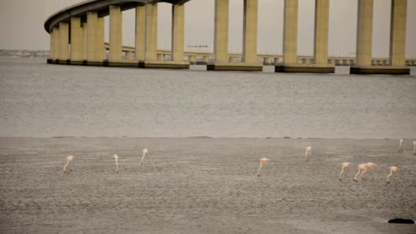 Flamingo party at low tide — Stock Video