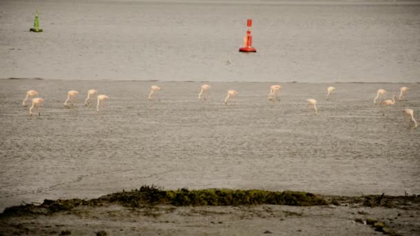 Flamingo-Party bei Ebbe — Stockvideo