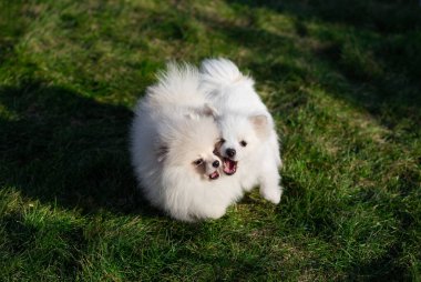 Pomeranian Yavruları Yeşil Çimlerde oynuyorlar