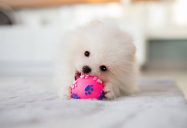 Beyaz Pomeranya Köpeği Pembe Topla Oynuyor 