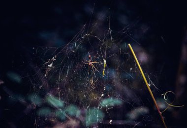 Örümcek Ağı 'nda Örümcek