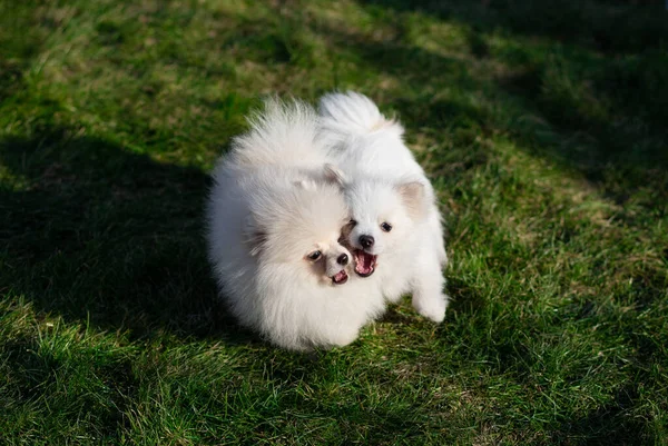 ポメラニア子犬は緑の草で遊んでいます — ストック写真
